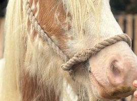 Gorgeous 3yr old cob
