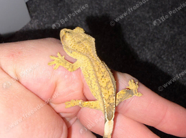 Yellow flame Dalmatian crested gecko baby