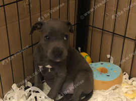 Only 1 blue girl Staffordshire bull terrier left.