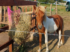 1 year old Dartmoor Colt for sale