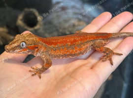 Young red stripe gargoyle gecko