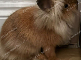 Rabbit run & Very friendly Gorgeous lionhead young rabbit