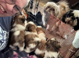 Shih tzu puppies
