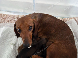 Miniature Dacshund Pups