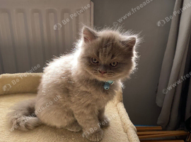 Two British shorthair kittens