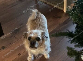 WANTED !!!!!! MALTI-PUG puppy