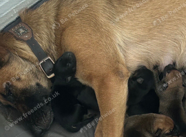 Belgium Malinois cross German Shepard cross Staffordshire bull terrier puppy&rsquo;s