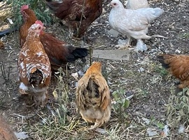Peking and other bantams