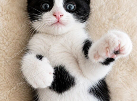 Oreo &ndash; Gorgeous Black and White British Shorthair Cross Kitten