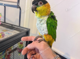 3 year old tame caique and cage