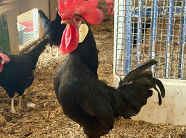 Black Leghorn Bantam Hatching Eggs