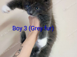 Beautiful male kitten looking for a new home!!