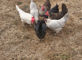 8 chickens. 2.5 year old .good egg layers