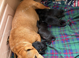 Staffie puppies for sale