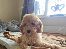 F1b Cavapoo Puppies