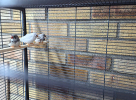 Zebra finches