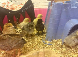 3 day old chicks