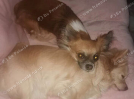 Adorable pure chihuahuas
