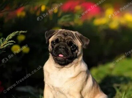 Stunning boy pug