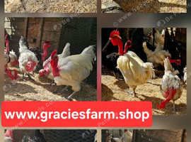 Transylvanian Naked Neck hatching eggs Only
