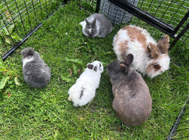 3 baby bunnies