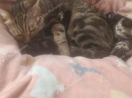 Stunning mixed breed tabby British blue kittens