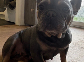2 blue & tan girls available