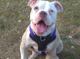 5 month old english