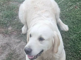 Golden retriever for sale