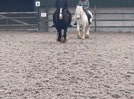 ponies under 550 wanted