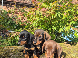 3 Beautiful miniature dachshund boys