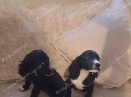 Gorgeous cocker spaniel puppies