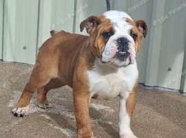 English bulldog female