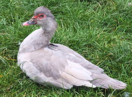 Absolutely stunning and very friendly duck named Shade