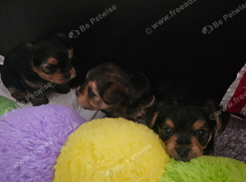 4 gorgeous  yorkie x  yorkie x chihuahua pups