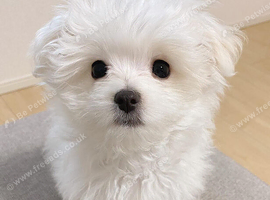 Female Shih Tzu Puppy &ndash; 10 Weeks Old