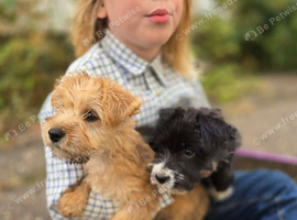 Stunning Cairn x Fox Terrier Puppies