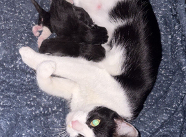 4 kittens for sale