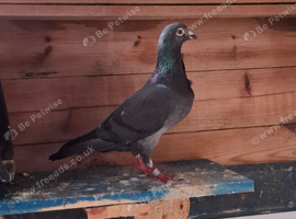 Racing pigeon with paper