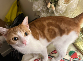 2x female cats for sale