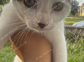 kitten