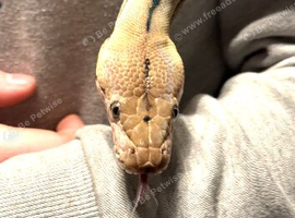 3yo Reticulated Python Female