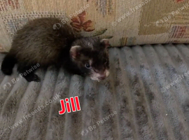 Kits 2 jills