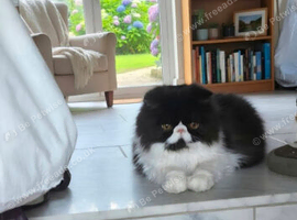 Stunning Black & White Persian Boy &ndash;