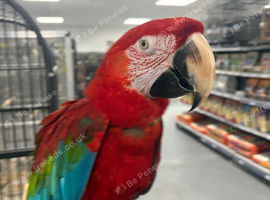 Hand Reared Stunning Greenwinged Macaw