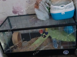 Hamster with cage