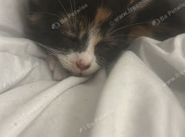 3 kittens ready for their new homes!!