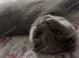 3-Month-Old Male Scottish Fold Kitten