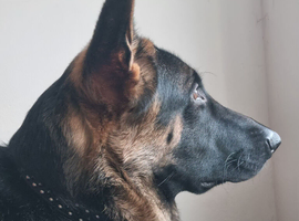 Beautiful 14 Months Cairo