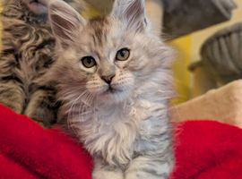TICA Registered Maine Coon Kitten